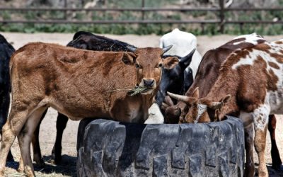 Senator Fischer Introduces Cattle Transparency Act