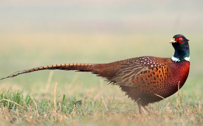 Traditional Pheasant Season Dates