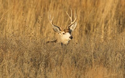 2021 Deer Harvest Steady with 2019