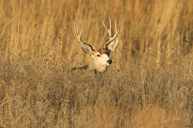 2018 Firearm Deer Season