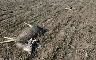 Illegal Killing of Mule Deer