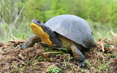 Volunteers Needed to Repair Turtle Fences