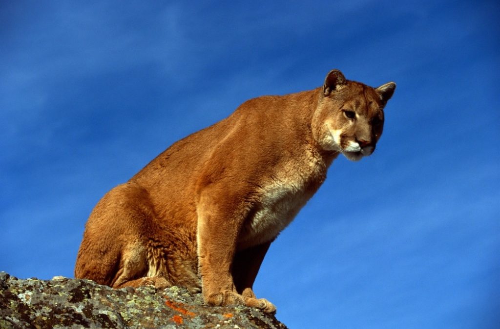 Another Mountain Lion Sighting Within Valentine City Limits