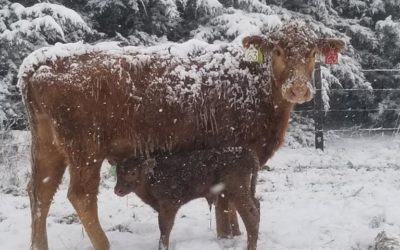 Nebraska Farm Bureau Wants Answers to Low Cattle Prices
