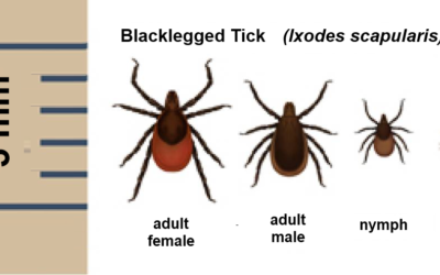 Blacklegged Tick Identified in Nebraska