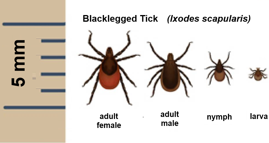 Blacklegged Tick Identified in Nebraska
