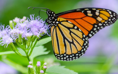 International Monarch Monitoring Blitz