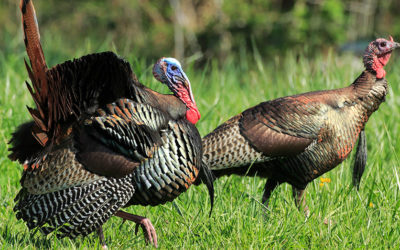 Proposed Changes to Turkey Hunting Regulations