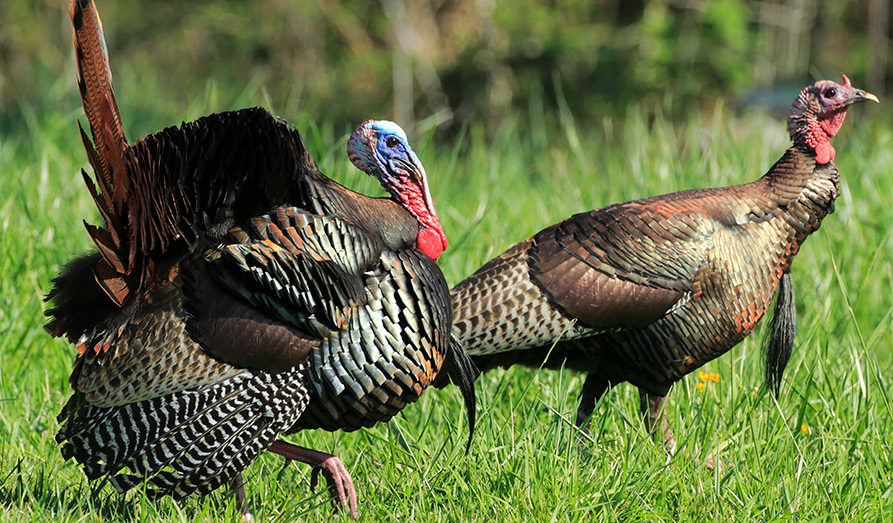 Nonresident spring turkey permit sales to end immediately
