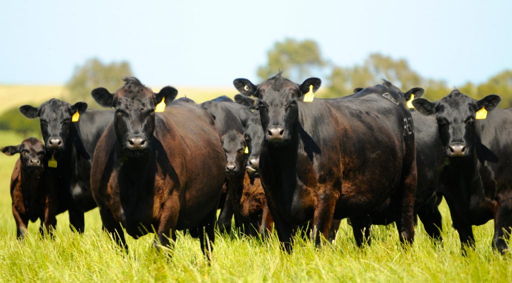 Livestock Producers Grant Application Paused