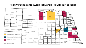 Avian Influenenza Detected in Holt County