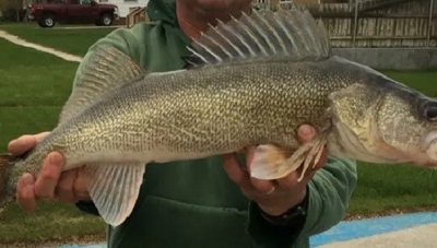 Update on Walleye Spawn Operations