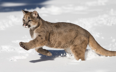 Valentine Police Department has Confirmed a Mountain Lion Sighting