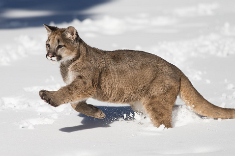 Valentine Police Department has Confirmed a Mountain Lion Sighting