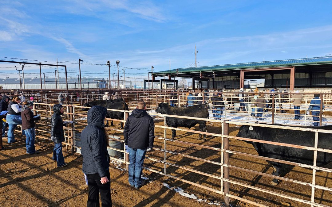 Colder Weather Drops Numbers at Livestock Judging.